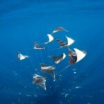 2 Tank Combo Cabo Reserve & Corridor, certified divers with MANTA - The Practical Aspects: Pricing, Gear, and Group Size