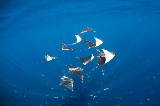 2 Tank Combo Cabo Reserve & Corridor, certified divers with MANTA - The Practical Aspects: Pricing, Gear, and Group Size