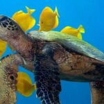 2-Tank Daytime Scuba Dive Boat Trip - What Sets This Tour Apart