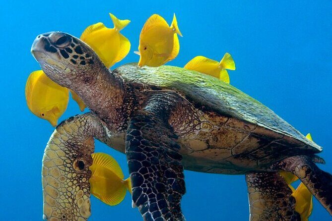 2-Tank Daytime Scuba Dive Boat Trip - What Sets This Tour Apart