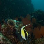 2 Tank Dive - Certified Divers (Santa Maria Bay & Chileno Bay) - What Could Be Improved?