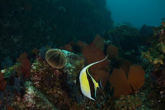 2 Tank Dive - Certified Divers (Santa Maria Bay & Chileno Bay) - What Could Be Improved?