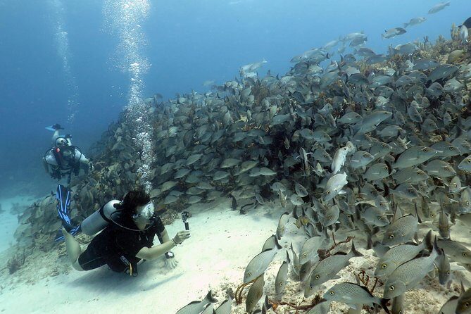 2-Tank Morning or Afternoon Dives in Playa del Carmen certified Divers Only - Choosing Morning or Afternoon: Which is Better?