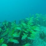 2 Tank Reef Dive in Mexico - What’s Included & What’s Not