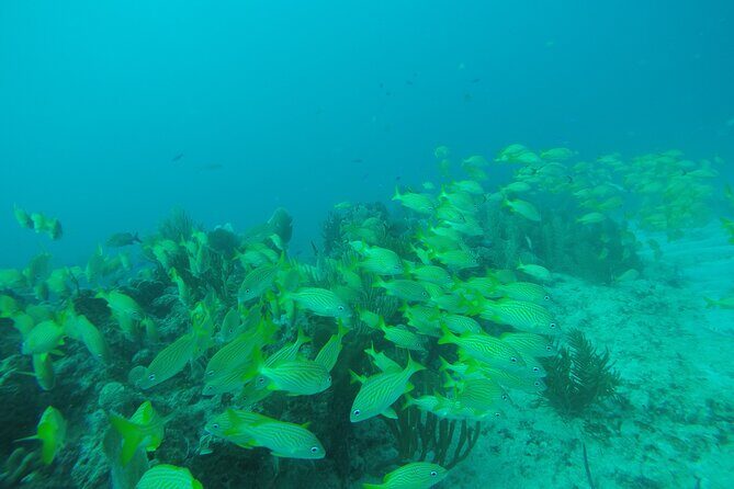 2 Tank Reef Dive in Mexico - What’s Included & What’s Not