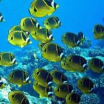 2 Tank Shore Dive at Sea Turtle Cove - The Role of the Guides and the Equipment