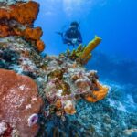 2 Tanks dives for Certified Divers in Cozumel - Does This Tour Suit You?