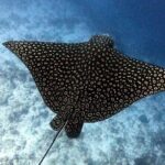 2 tanks for certified divers - FAQs