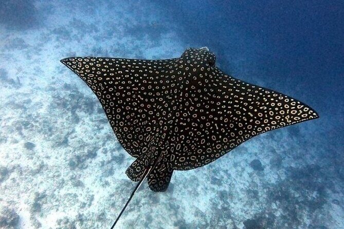 2 tanks for certified divers - FAQs