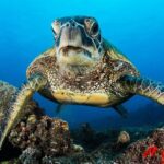 2 Tanks Scuba Dive Kaua'i from a Boat - An Honest Look at the Experience