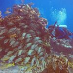 2 Tanks Scuba Diving in Punta Cancun Reefs for Certified Divers - Final Thoughts