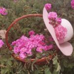 2026 Kazanlak Rose Festival Group Tour - Who Will Love This Experience?