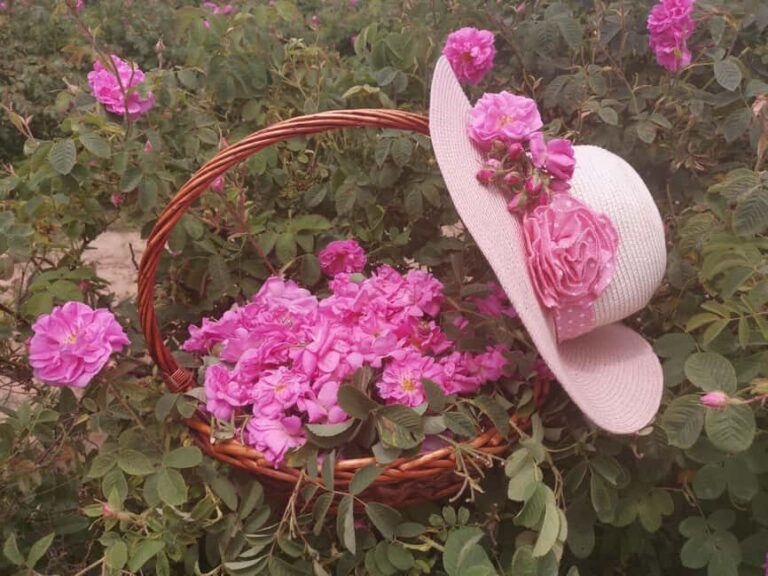 2026 Kazanlak Rose Festival Group Tour - Who Will Love This Experience?