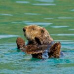 26 Glacier Cruise and Coach from Anchorage, AK - Who Is This Tour Best For?