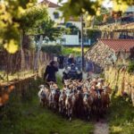 2h Quad Tour  Arcos de Valdevez  Peneda Gerês - Who Will Love This Experience?