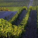 2hr Cork Safari in a Classical Land Rover - Why Travelers Love It