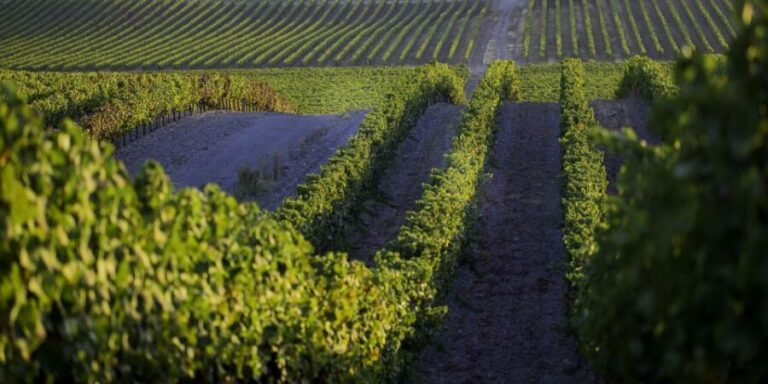 2hr Cork Safari in a Classical Land Rover - Why Travelers Love It