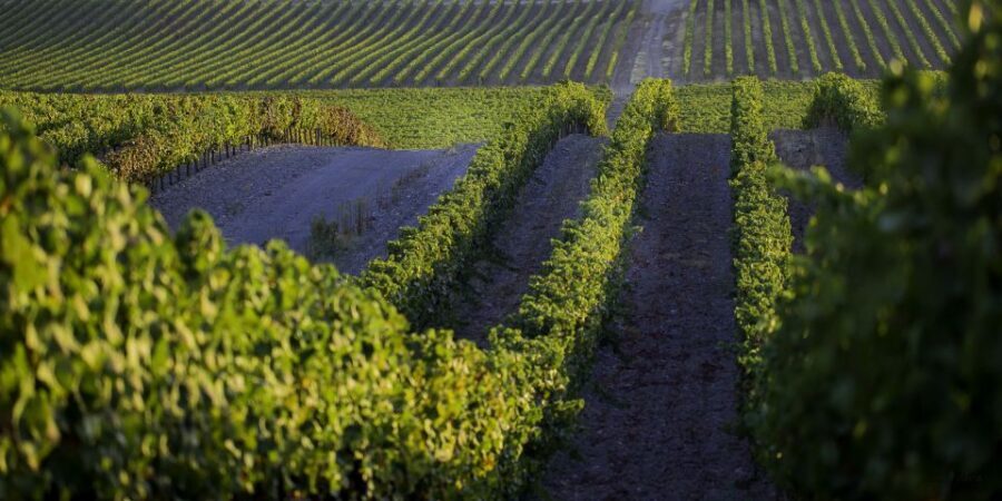 2hr Cork Safari in a Classical Land Rover - Why Travelers Love It