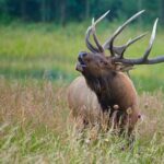 3/4 Day Rocky Mountain NP "Mountain to Sky+Bear Lake Rd" Tour - RMNPhotographer - Who Is This Tour Best For?