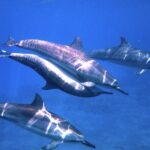 3.5 Hour Kailua-Kona Ocean Kayak and Snorkel Tour - Real Traveler Experiences