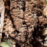 3 Caves tour - Saeva dupka , Eyes of God cave & Devetashka Cave - The Practical Side: What The Tour Includes and What It Doesn’t