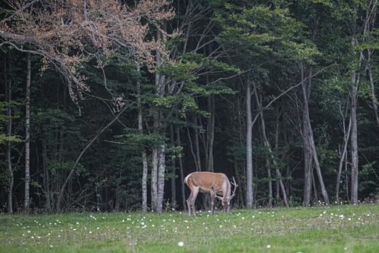 3 Day Adventure In Harghita & Surrounding Wonders - What to Expect from the Journey