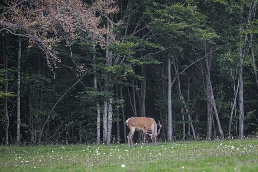 3 Day Adventure In Harghita & Surrounding Wonders - What to Expect from the Journey