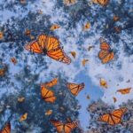 3 day Tour to Discover the Magic of Mexico & Monarch Butterflies - The Practical side: Transportation, Accommodation, and Cost