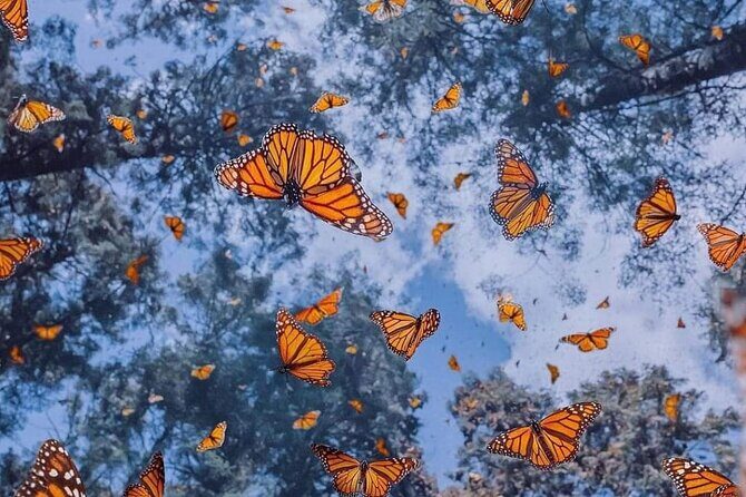 3 day Tour to Discover the Magic of Mexico & Monarch Butterflies - The Practical side: Transportation, Accommodation, and Cost