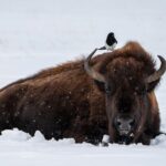 3 Day Wildlife Photography Tour in Yellowstone National Park - What You’ll Actually Experience