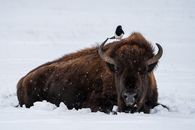 3 Day Wildlife Photography Tour in Yellowstone National Park - What You’ll Actually Experience