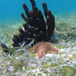 3 Hour Costa Maya Snorkeling Excursion - La Leyenda ECO-TOURS - What Sets This Tour Apart?
