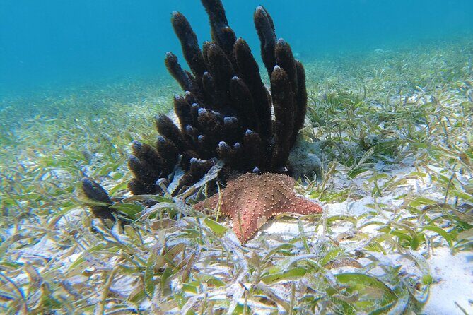 3 Hour Costa Maya Snorkeling Excursion - La Leyenda ECO-TOURS - What Sets This Tour Apart?