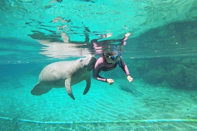 3 Hour Guided Manatee Snorkel - To sum it up: who should consider this tour?