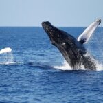 3-Hour Guided Whale and Dolphin Watching Experience in San Diego - The Itinerary and What to Expect