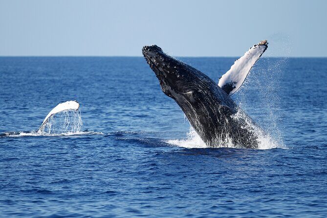 3-Hour Guided Whale and Dolphin Watching Experience in San Diego - The Itinerary and What to Expect