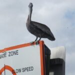 3 Hour See Crystal River Wildlife Safari Boat Cruise - What to Expect on the Tour