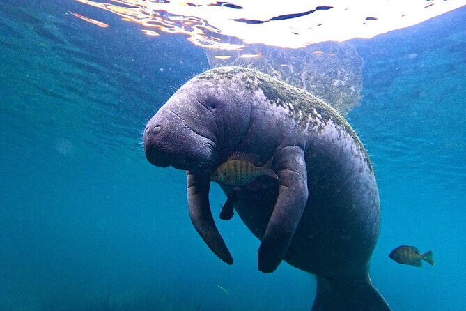 3-Hour Small Group All-Inclusive Manatee Swim with Photo Package - What the Tour Offers
