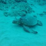 3-Hour Small-Group Maalaea Luxury Snorkel Cruise Tour - Who Would Love This Tour?