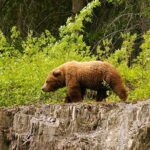 3-hour Turnagain Pass Rafting Float Trip from Hope Alaska - The Details That Matter