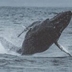 3-Hour Whale Watching Tour from Monterey - What to Expect on the Monterey Whale Watching Tour