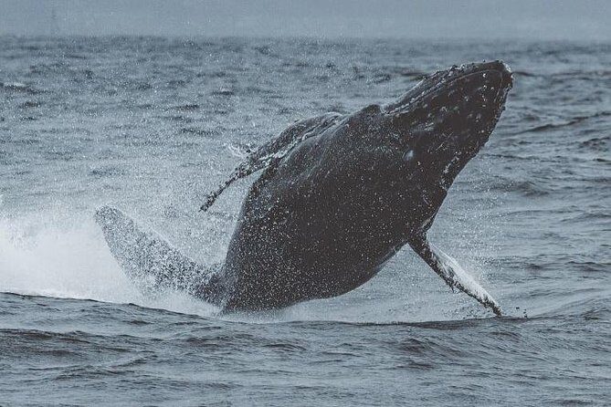 3-Hour Whale Watching Tour from Monterey - What to Expect on the Monterey Whale Watching Tour
