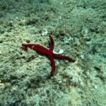 3 Hours Activities Snorkeling Villasimius Isle of Cabbage - The Cost and What You’re Getting