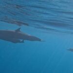 3-Hours Dolphin and Turtle Watching in Puerto Escondido - Is It Worth the Price?