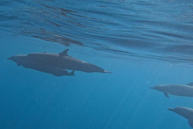 3-Hours Dolphin and Turtle Watching in Puerto Escondido - Is It Worth the Price?