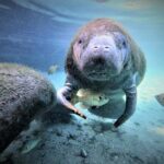 3 hours Manatee Swim Tour in Florida - Who is this tour perfect for?