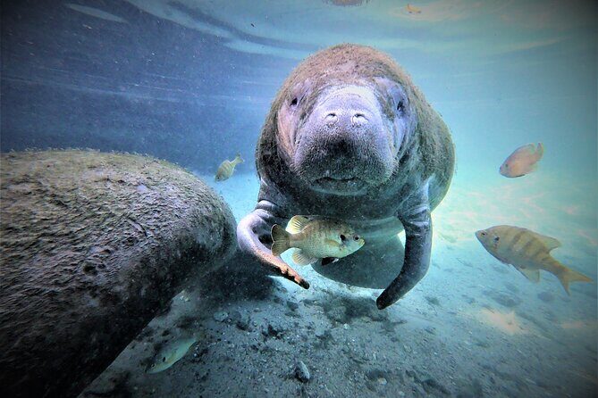 3 hours Manatee Swim Tour in Florida - Who is this tour perfect for?