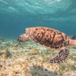 3 in 1 Jungle Speedboat and Snorkeling in Cancun - Practical Details: What to Expect