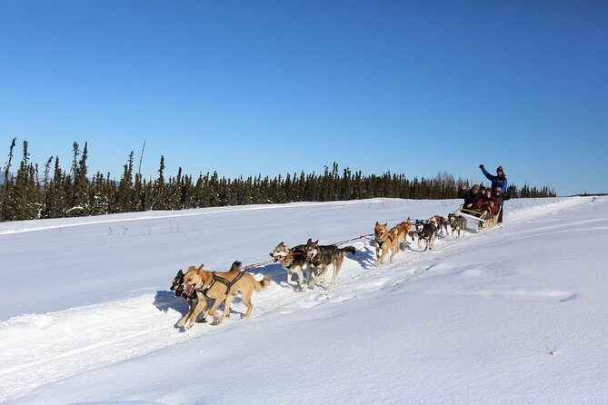 30-minute Dog Sledding Tour in Fairbanks (without transportation) - The Mushing Experience