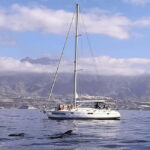 3h Whale Watching Share Tour Beneteau Oceanis 440 - Setting the Scene: What You Can Expect